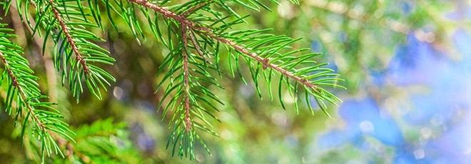 Close up of pine tree branch