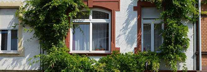 Home window with greenery